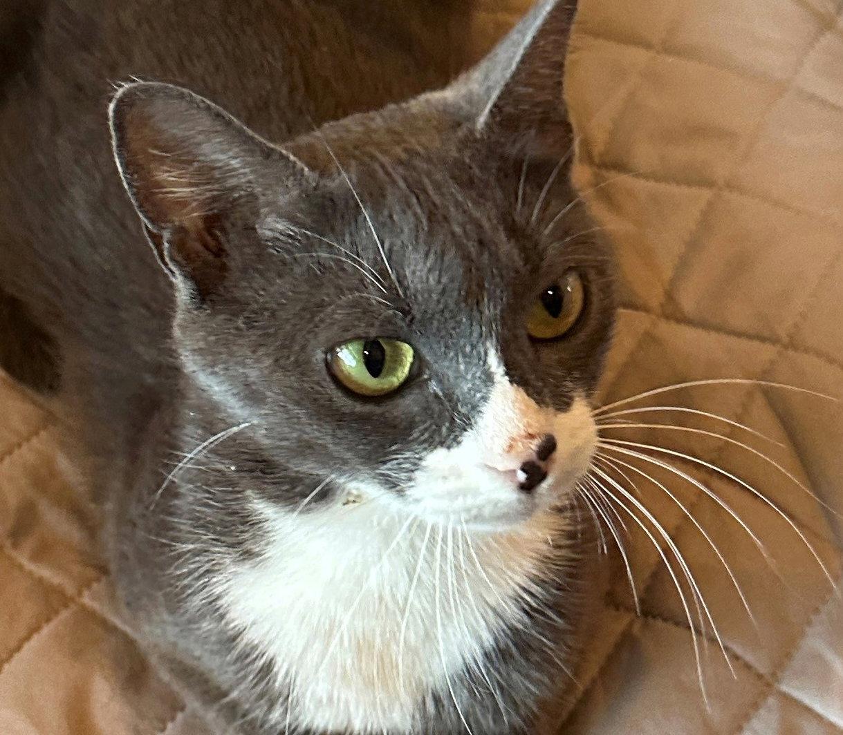 Enlarge Morgan, a Adoptable Domestic Short Hair in Magnolia Springs, AL image 2/3