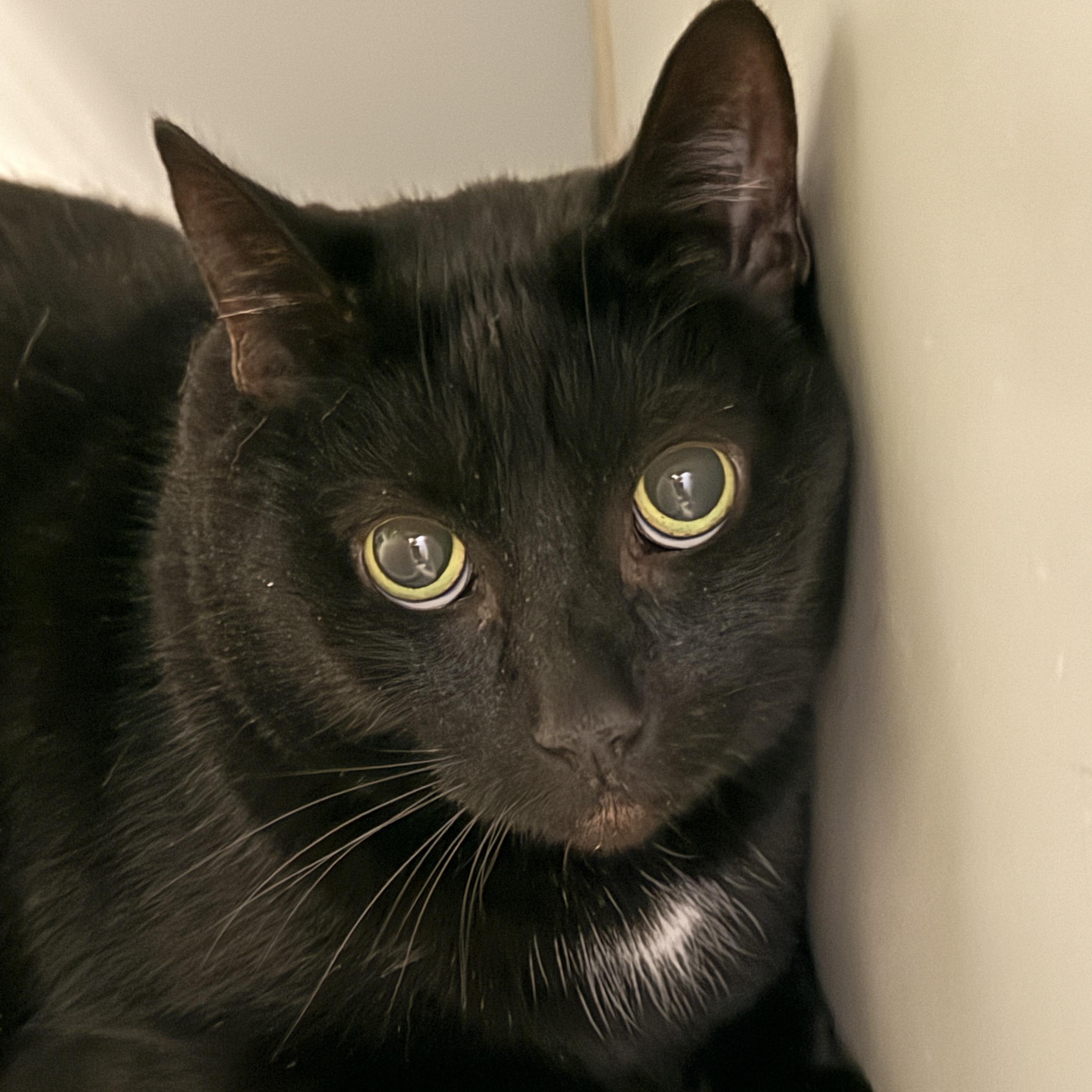 Enlarge Jax, a ADOPTABLE mixed breed in Lansing, MI image 1/2