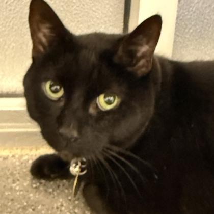 Enlarge Jax, a ADOPTABLE mixed breed in Lansing, MI image 2/2