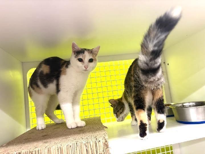 Olivia, a ADOPTABLE Dilute Calico in Mound, MN image 2/3