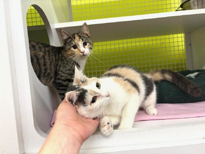 Olivia, a ADOPTABLE Dilute Calico in Mound, MN image 3/3
