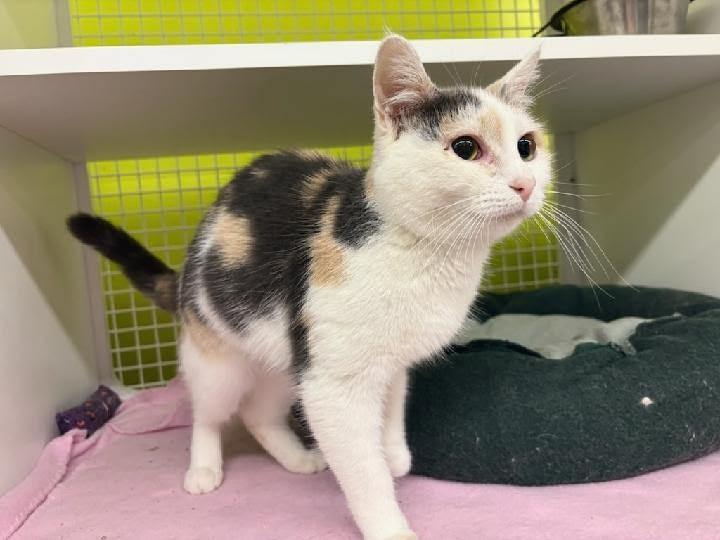 Olivia, a ADOPTABLE Dilute Calico in Mound, MN image 1/3