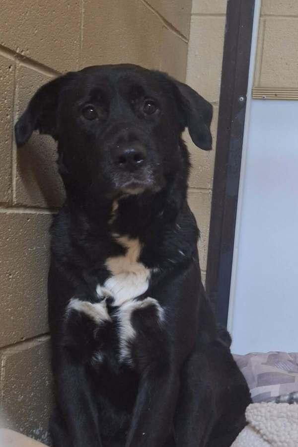 Panda, Adoptable, Adult Female Labrador Retriever & Cane Corso.