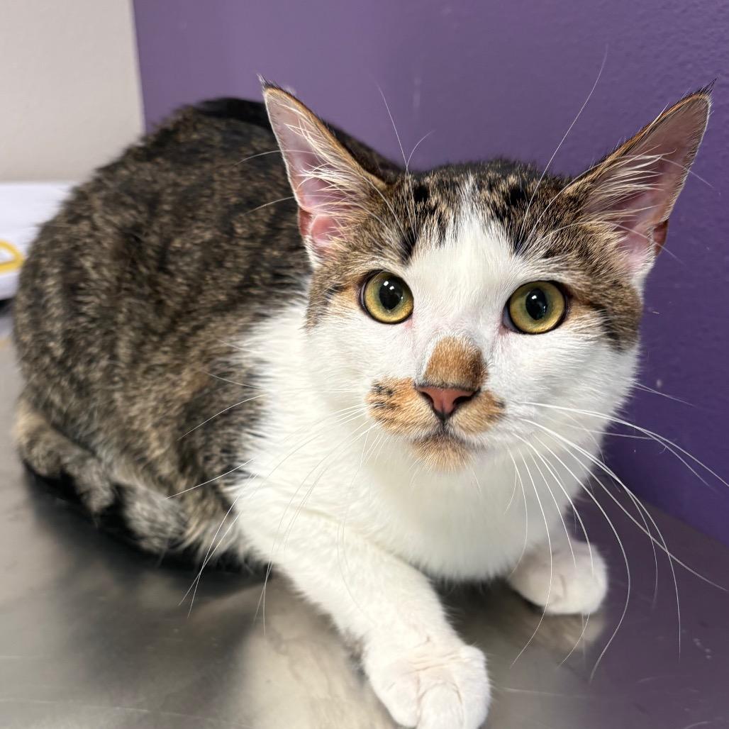 Bubba, Adoptable, Young Male Domestic Medium Hair.
