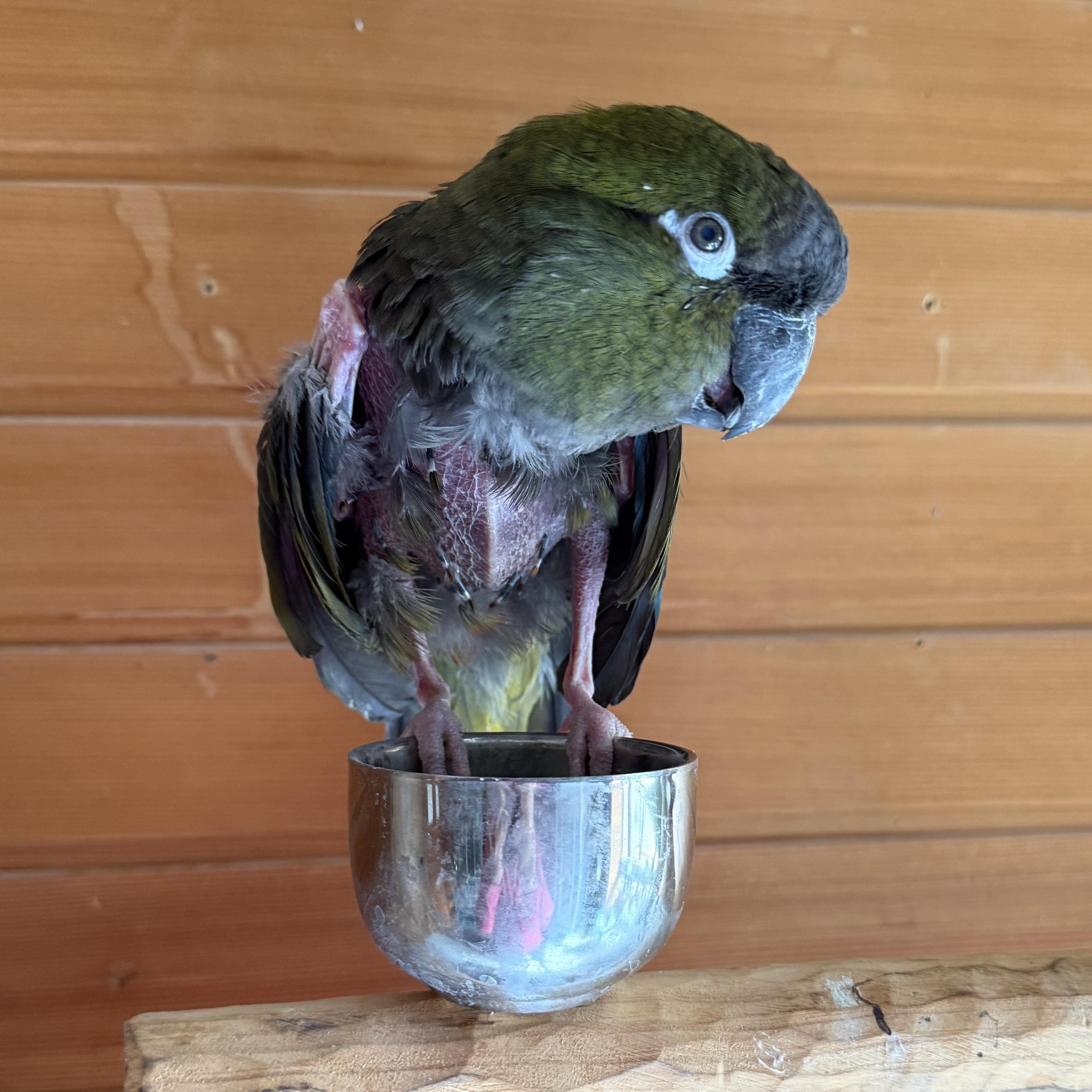 Ollie, Adoptable, Senior Male Conure.