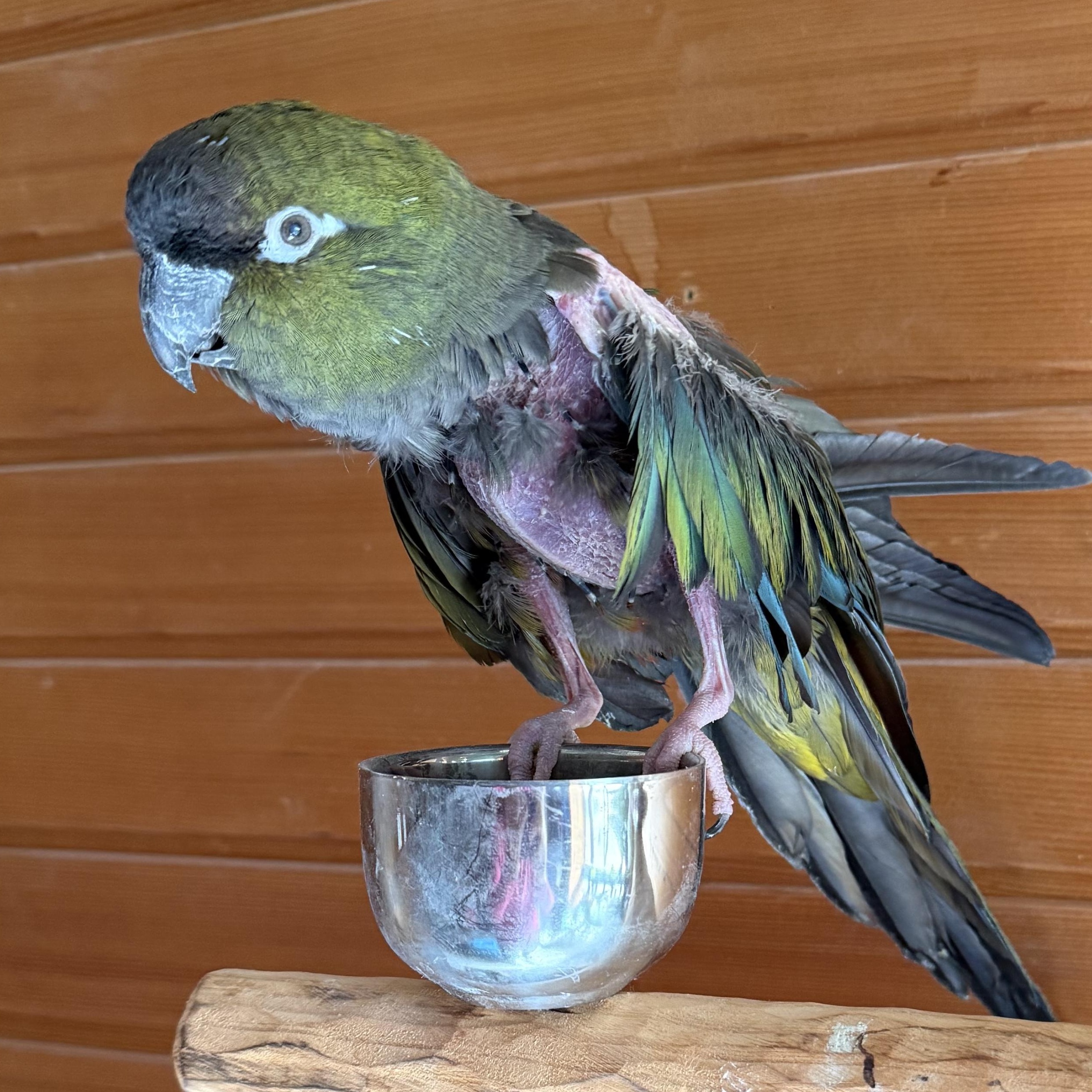 Enlarge Ollie, a Adoptable Conure in Lenexa, KS image 2/2