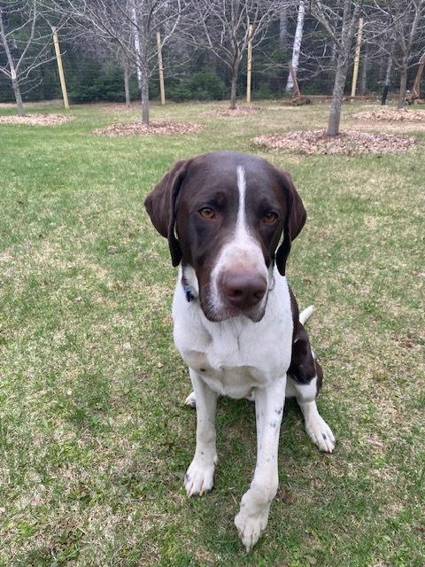 Tucker, Adoptable, Adult Male German Shorthaired Pointer & Labrador Retriever.