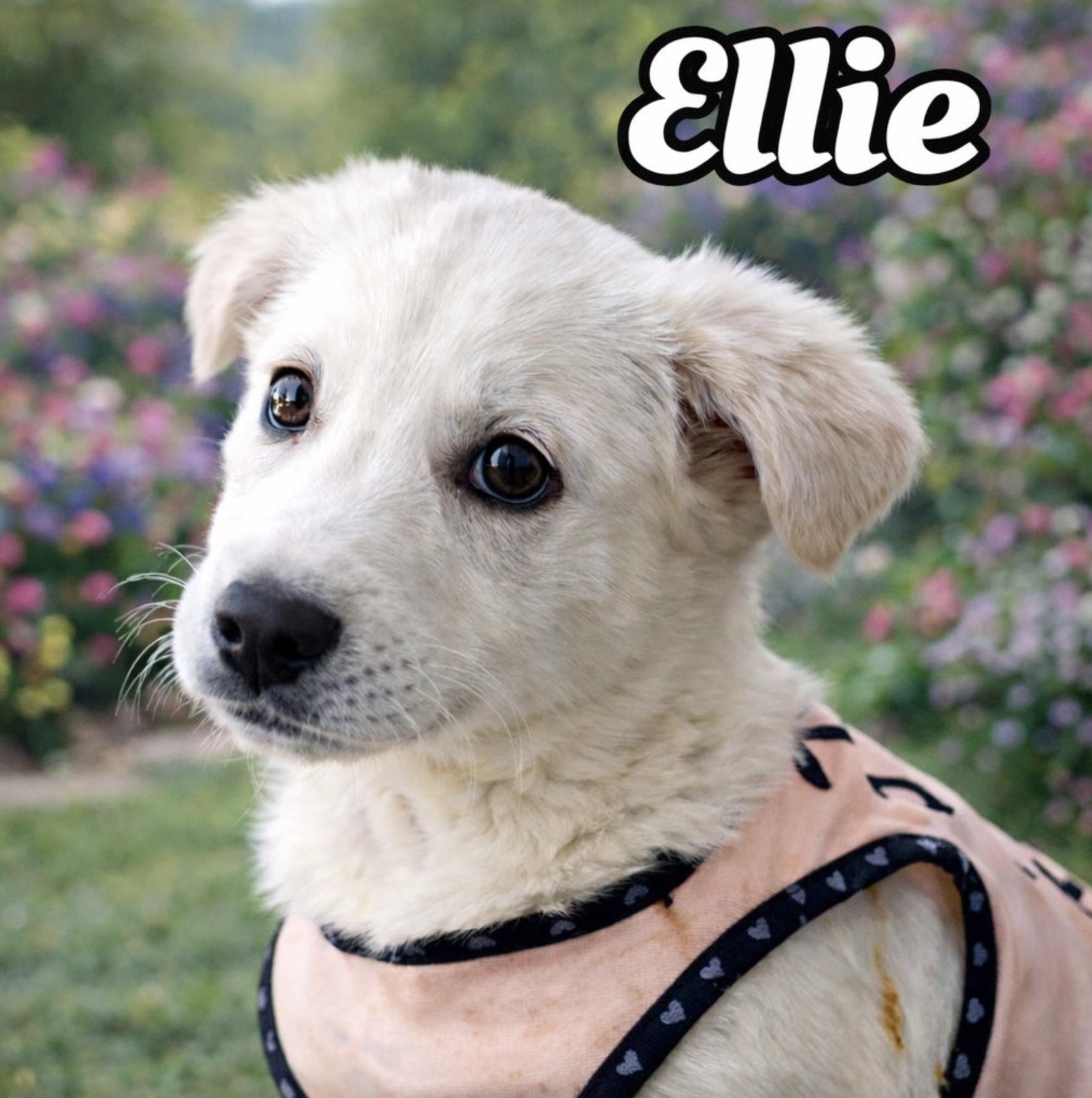 Ellie — thumbnail 3