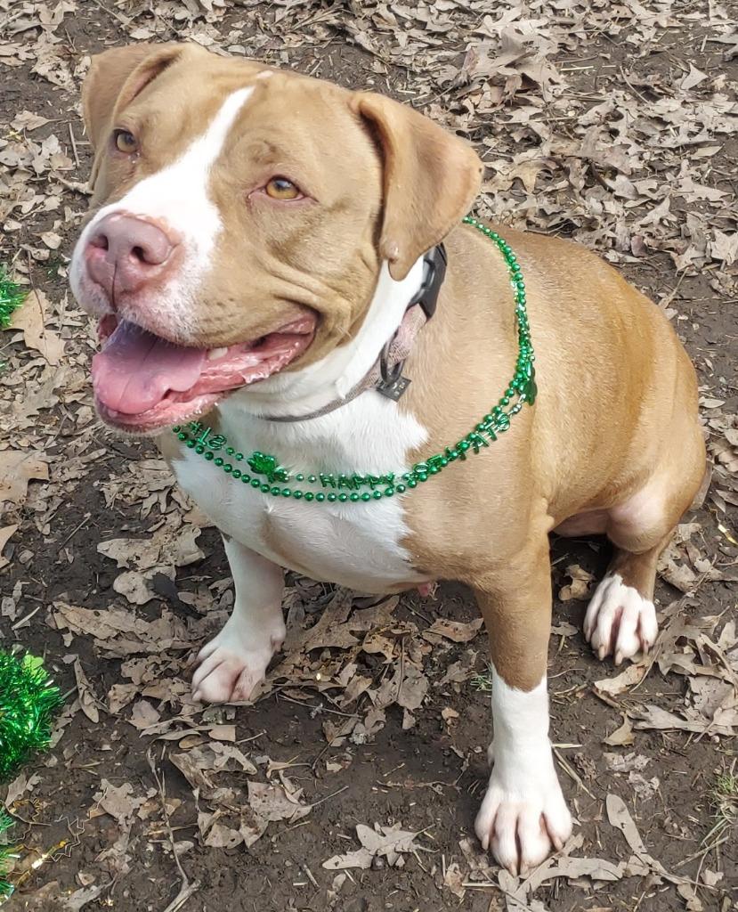 M.J., Adoptable, Adult Female Pit Bull Terrier.