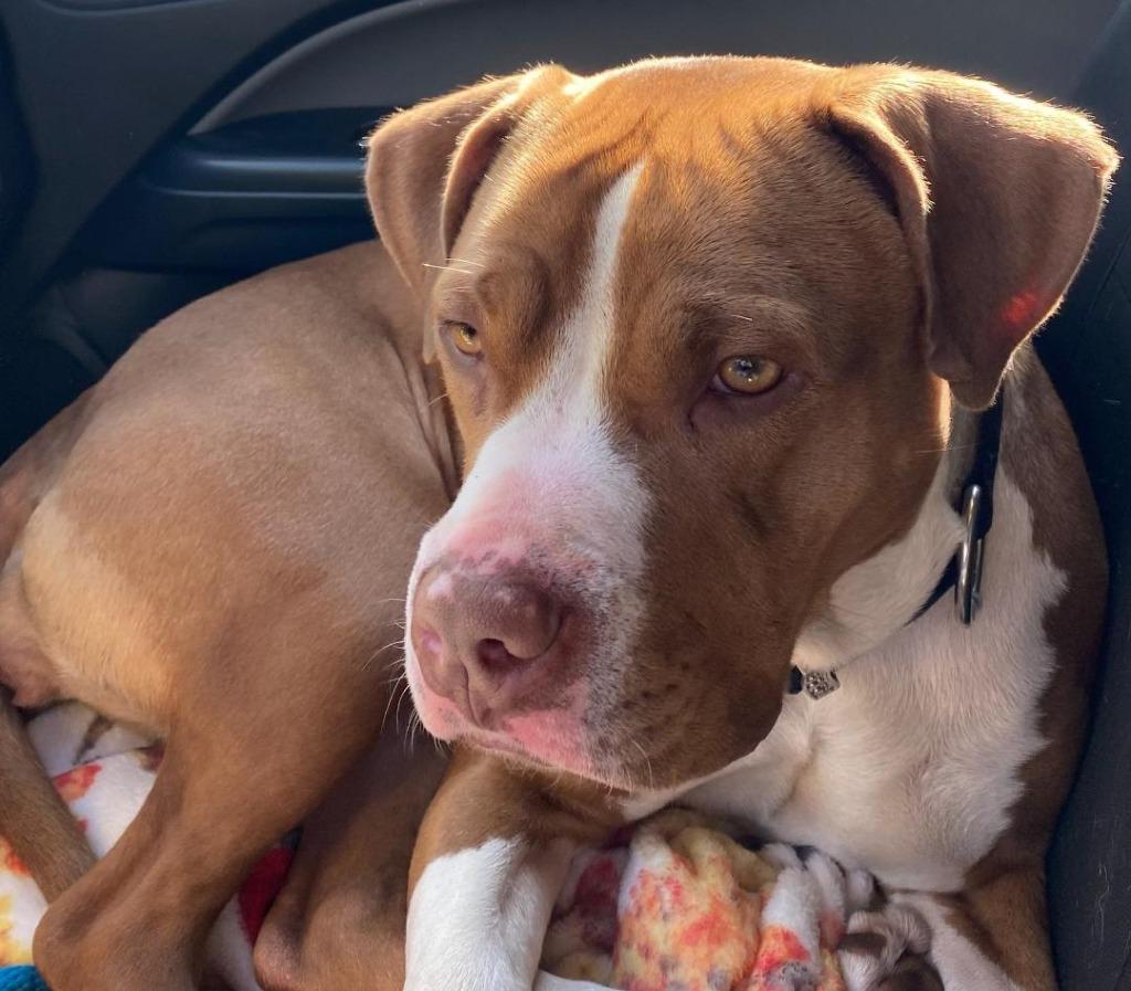 M.J., Adoptable, Adult Female Pit Bull Terrier.