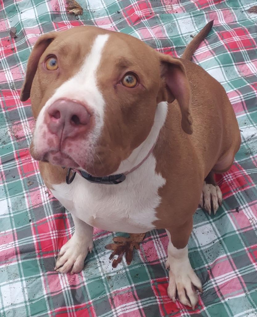 Enlarge M.J., a Adoptable Pit Bull Terrier image 3/5