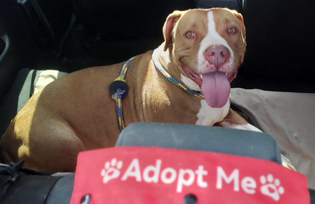 Enlarge M.J., a Adoptable Pit Bull Terrier in Saint Clairsville, OH image 4/5