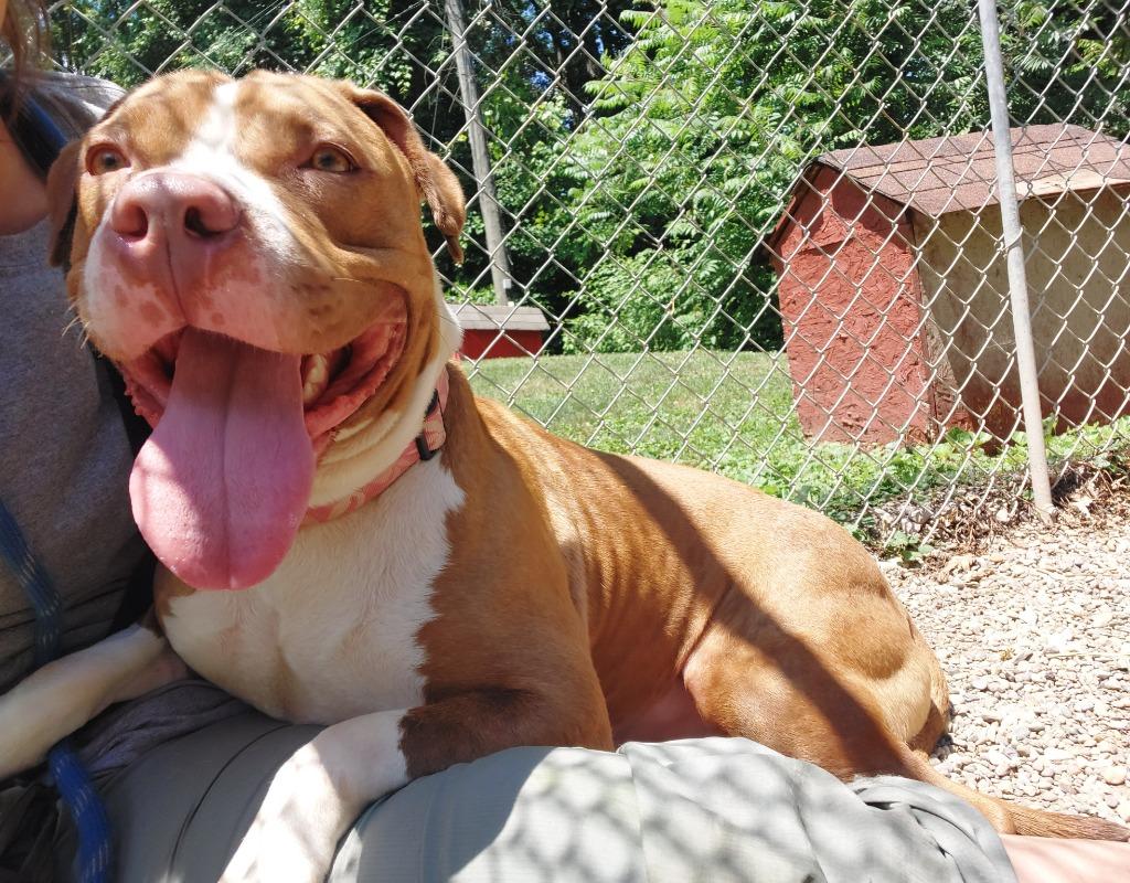 Enlarge M.J., a Adoptable Pit Bull Terrier in Saint Clairsville, OH image 5/5