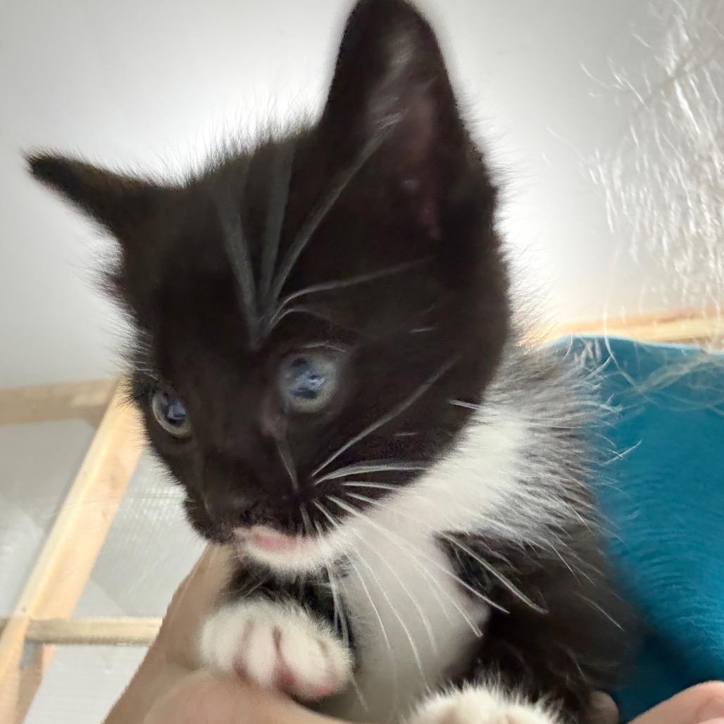 Enlarge Kisses, a Adoptable Domestic Short Hair in Ferndale, WA image 1/3
