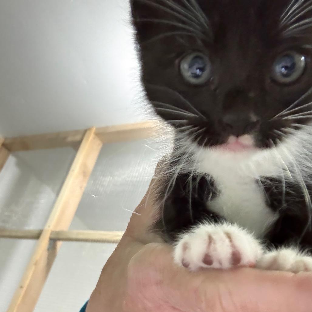 Enlarge Kisses, a Adoptable Domestic Short Hair in Ferndale, WA image 3/3