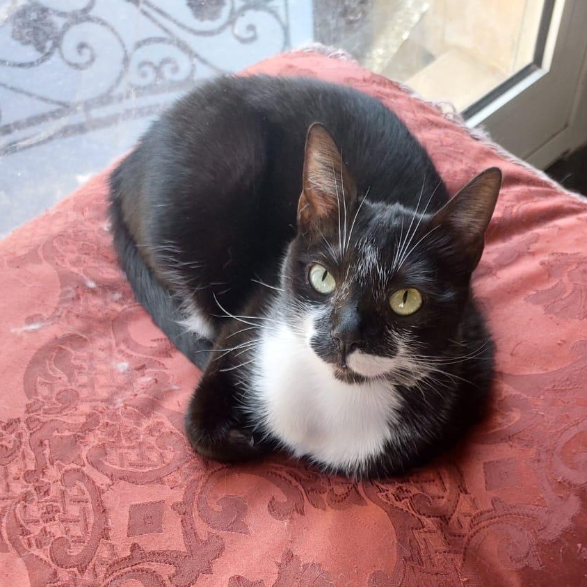 Enlarge Tooty , a ADOPTABLE mixed breed in Newmarket, ON image 1/3