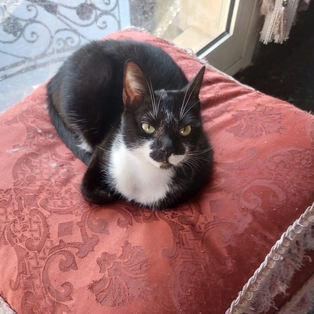 Enlarge Tooty , a ADOPTABLE mixed breed in Newmarket, ON image 2/3