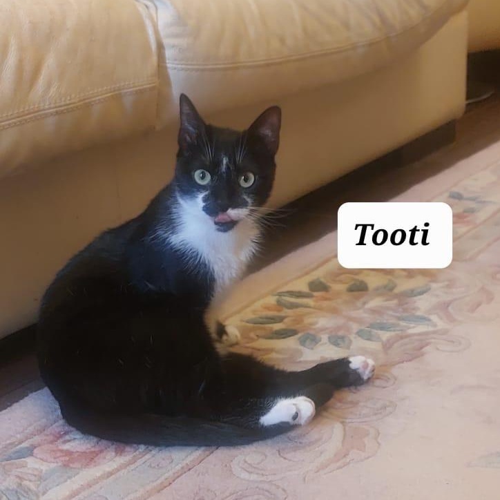 Enlarge Tooty , a ADOPTABLE mixed breed in Newmarket, ON image 3/3