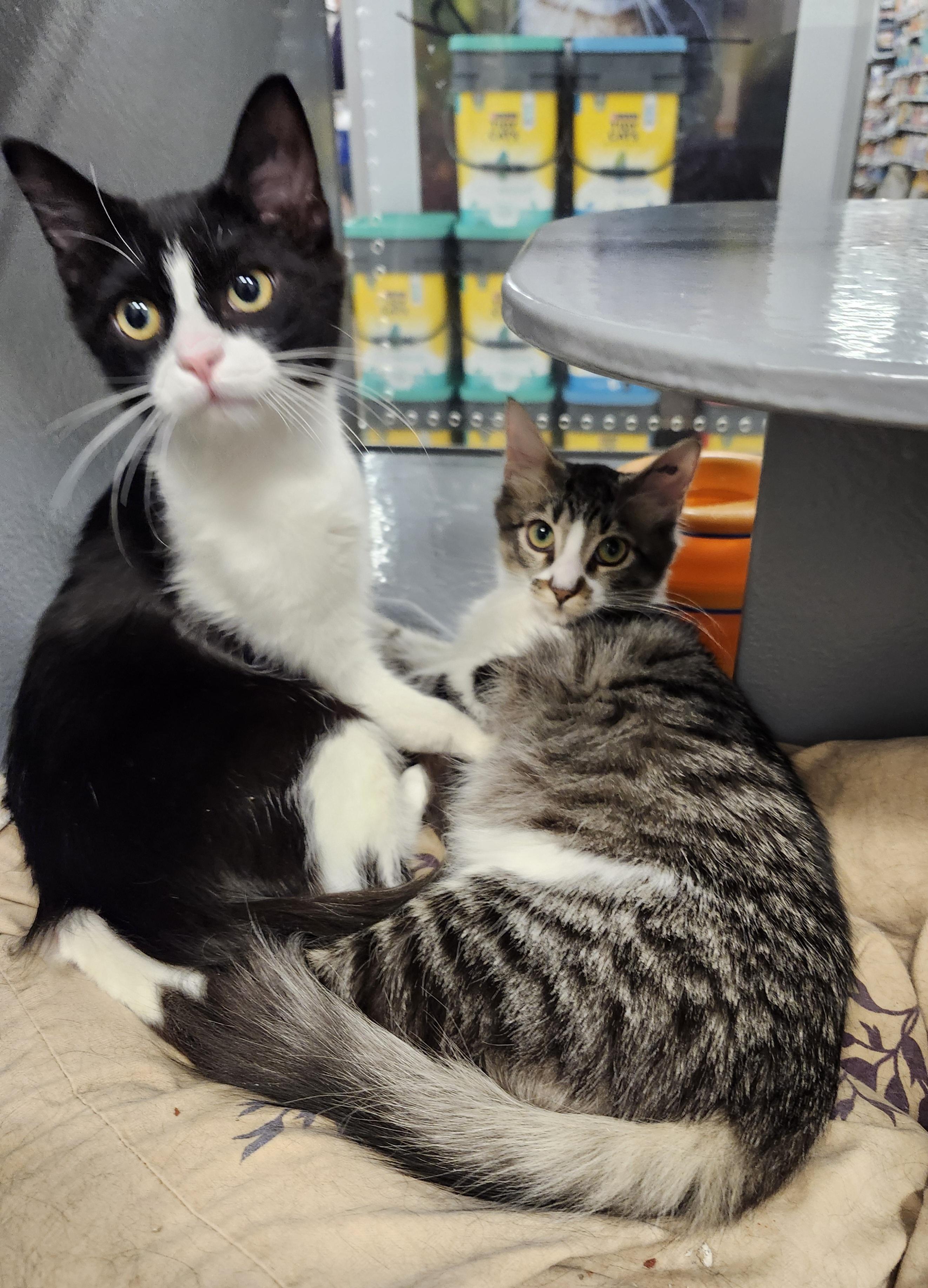 Enlarge 'CISCO', an adopted mixed breed in North East, MD image 2/4