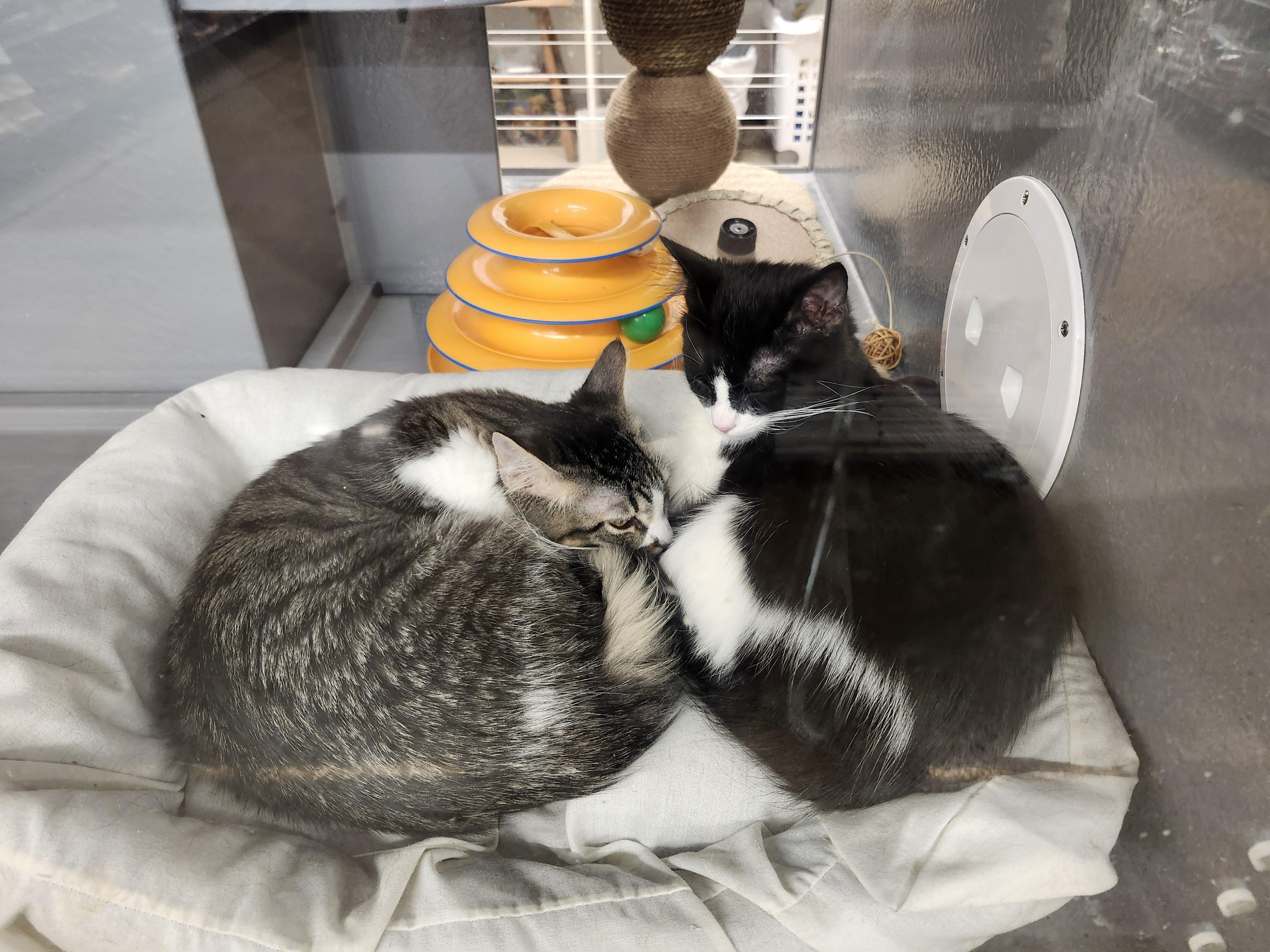 Enlarge 'CISCO', an adopted mixed breed in North East, MD image 3/4