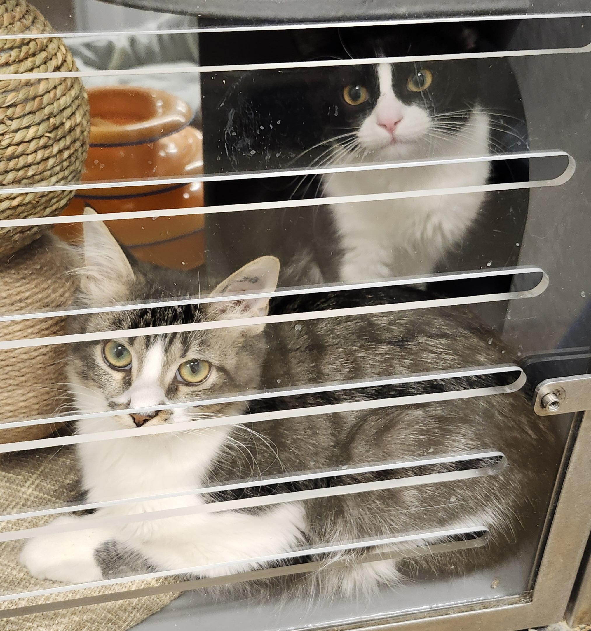 Enlarge 'CISCO', an adopted mixed breed in North East, MD image 1/4