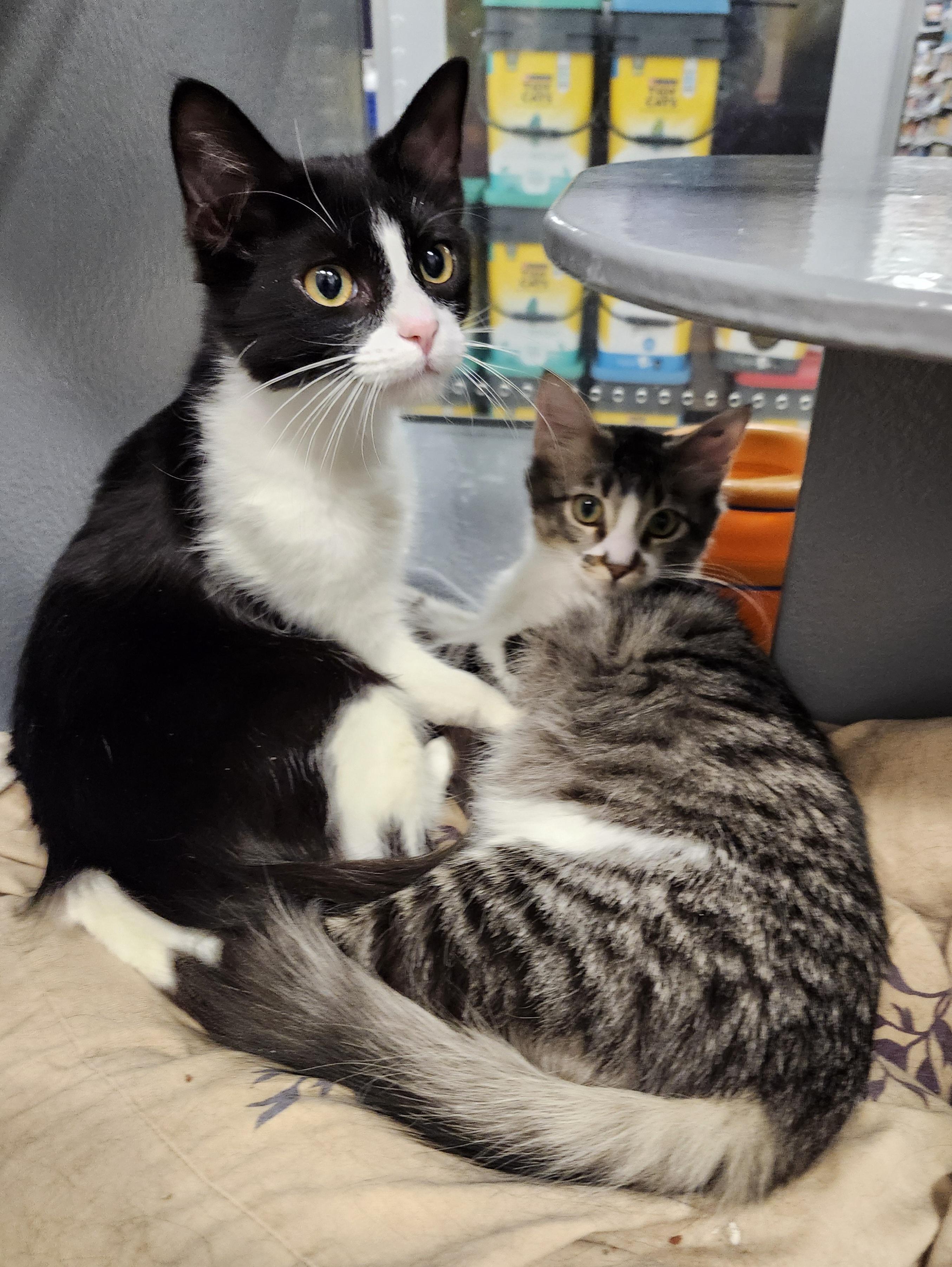 Enlarge 'CISCO', an adopted mixed breed in North East, MD image 4/4