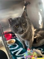 Enlarge Stormy, a ADOPTABLE Domestic Short Hair in Manitowoc, WI image 1/1