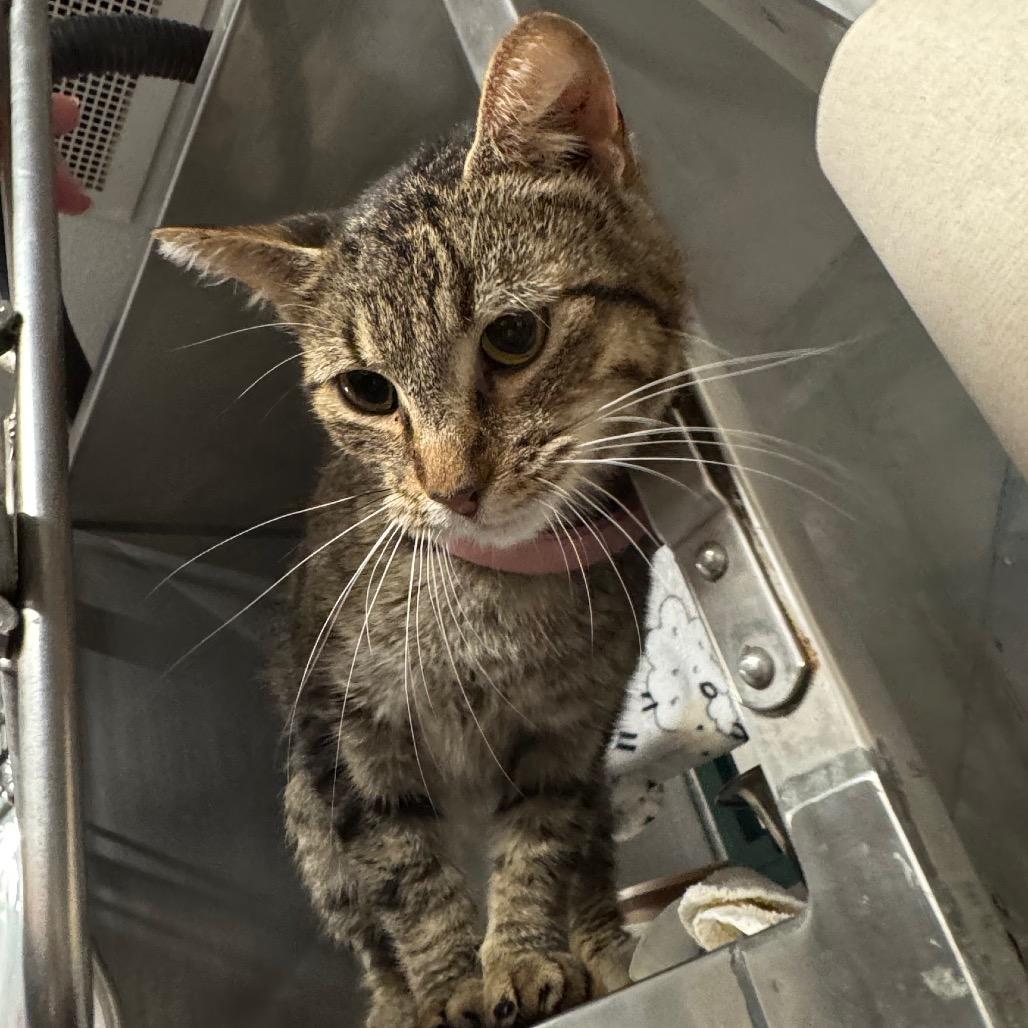 Enlarge Renaissance, a Adoptable Domestic Short Hair in Edwardsville, IL image 1/2