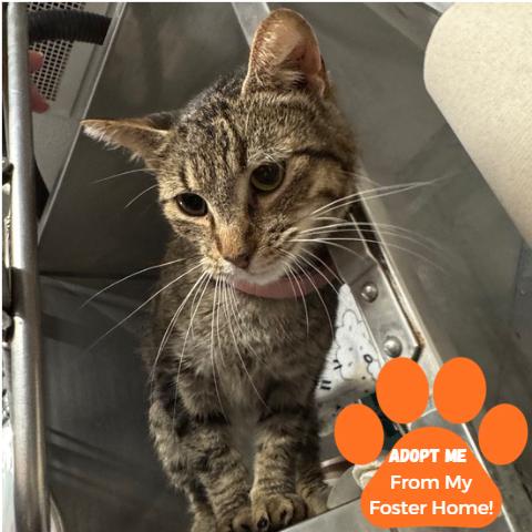 Enlarge Renaissance, a Adoptable Domestic Short Hair in Edwardsville, IL image 2/2