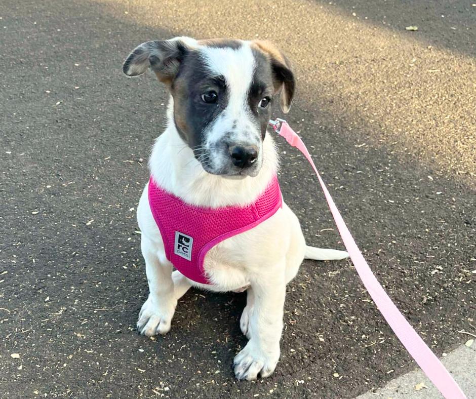 Ellie Mae, Adopted, Young Female Australian Cattle Dog / Blue Heeler & Saint Bernard.