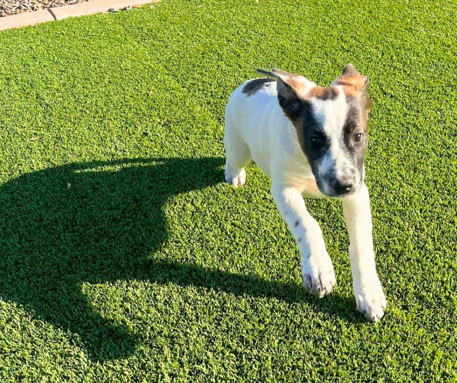 Enlarge Ellie Mae, a Adopted mixed breed in Tempe, AZ image 2/5