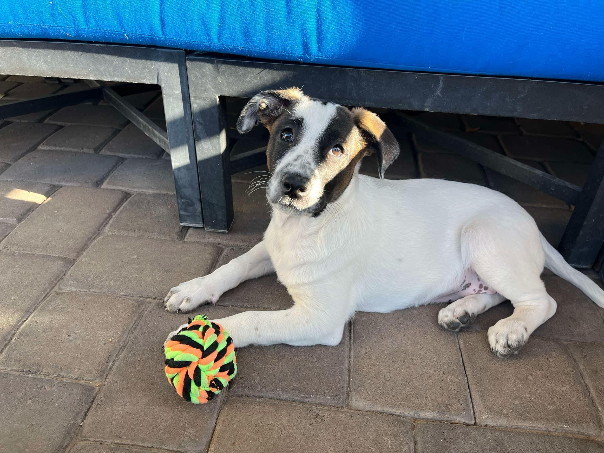Enlarge Ellie Mae, a Adopted mixed breed in Tempe, AZ image 3/5