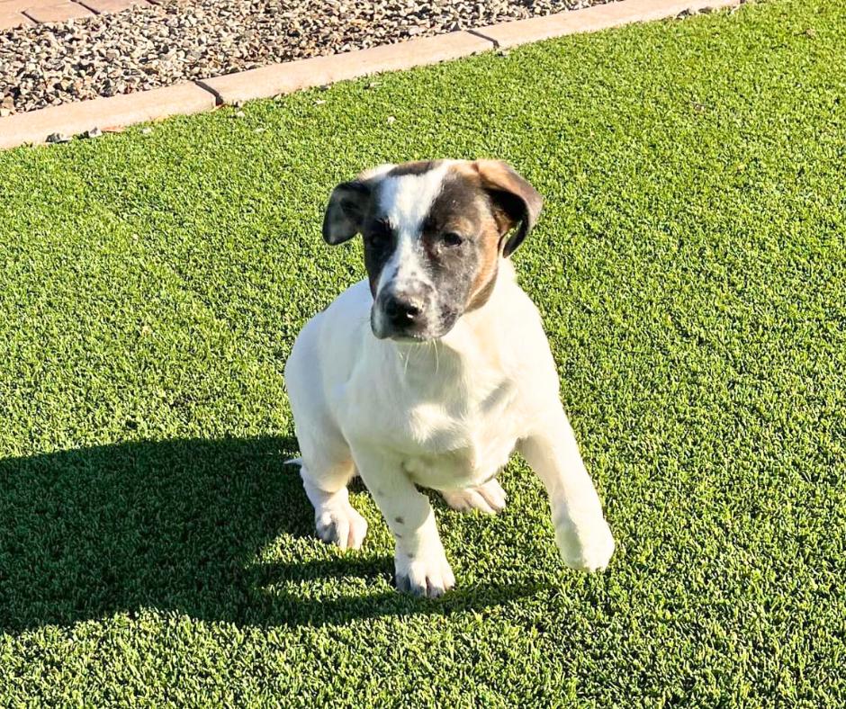 Enlarge Ellie Mae, a Adopted mixed breed in Tempe, AZ image 4/5