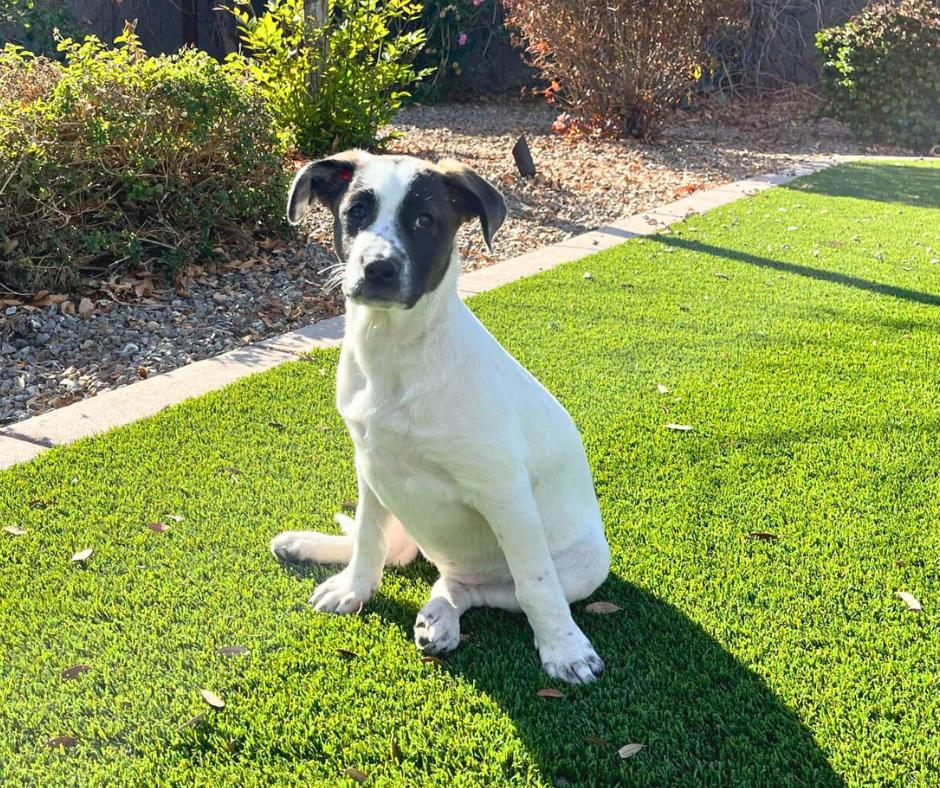 Enlarge Ellie Mae, a Adopted mixed breed in Tempe, AZ image 5/5