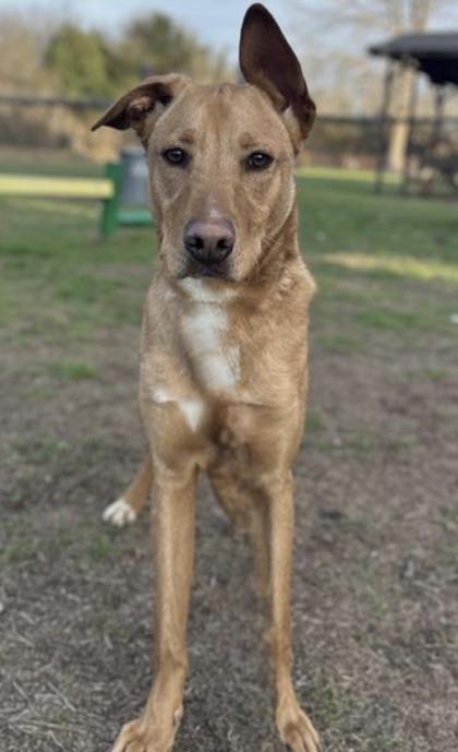 Pictionary — thumbnail 2