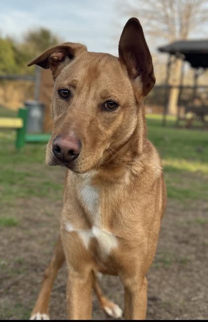 Pictionary — thumbnail 3