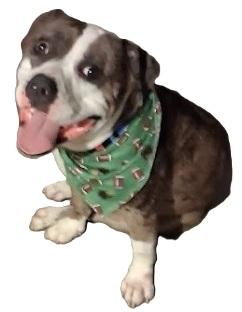 Enlarge PETEY, a Adoptable mixed breed in West Milton, OH image 3/5