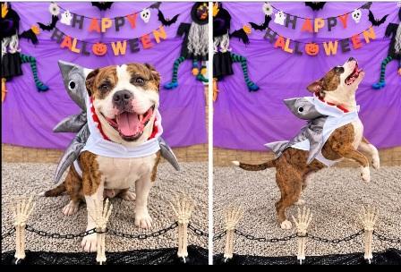 Enlarge PETEY, a Adoptable mixed breed in West Milton, OH image 4/6