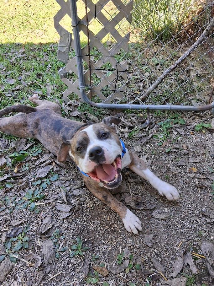 Enlarge PETEY, a Adoptable mixed breed in West Milton, OH image 4/5