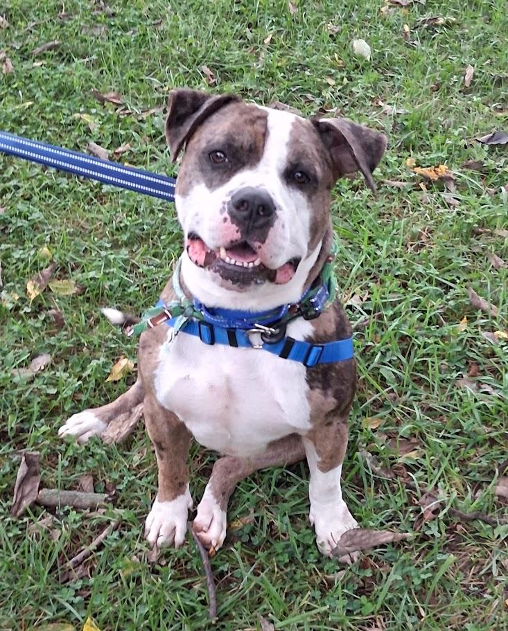 PETEY, Adoptable, Young Male Mixed Breed & Boxer.