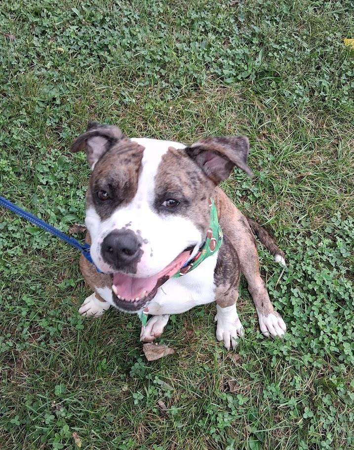 Enlarge PETEY, a Adoptable mixed breed in West Milton, OH image 2/5