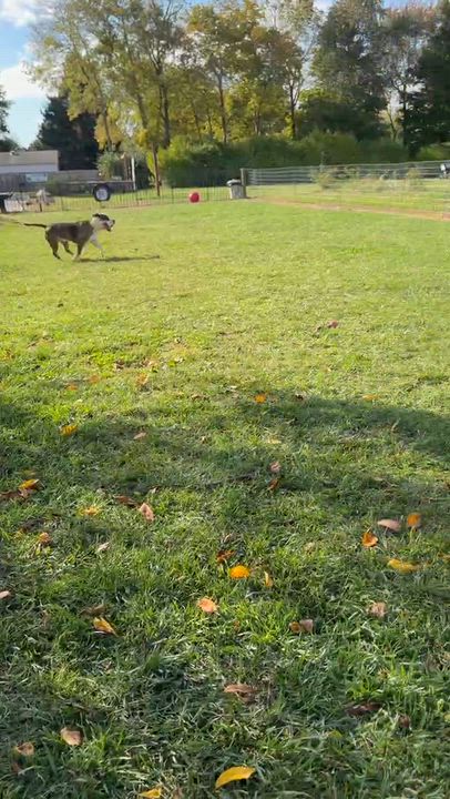Enlarge PETEY, a Adoptable mixed breed in West Milton, OH video 5/6