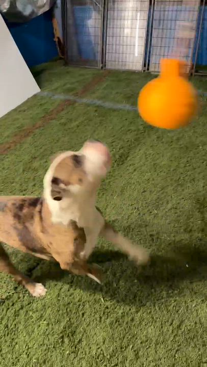 Enlarge PETEY, a Adoptable mixed breed in West Milton, OH video 3/6