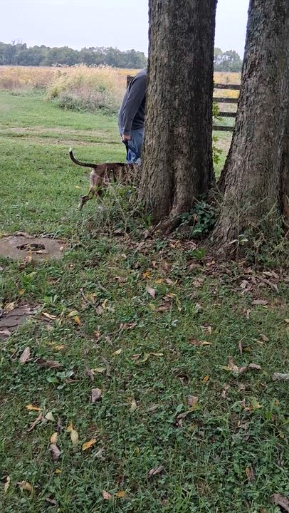 Enlarge PETEY, a Adoptable mixed breed in West Milton, OH video 5/5