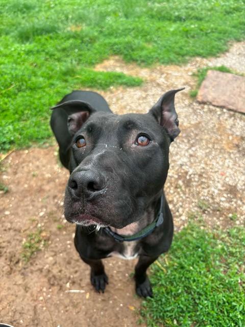 BUDDY, Adoptable, Adult Male Pit Bull Terrier.
