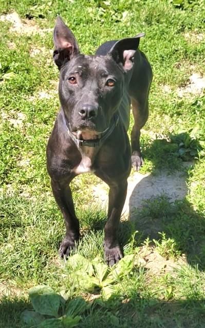 BUDDY, Adoptable, Adult Male Pit Bull Terrier.
