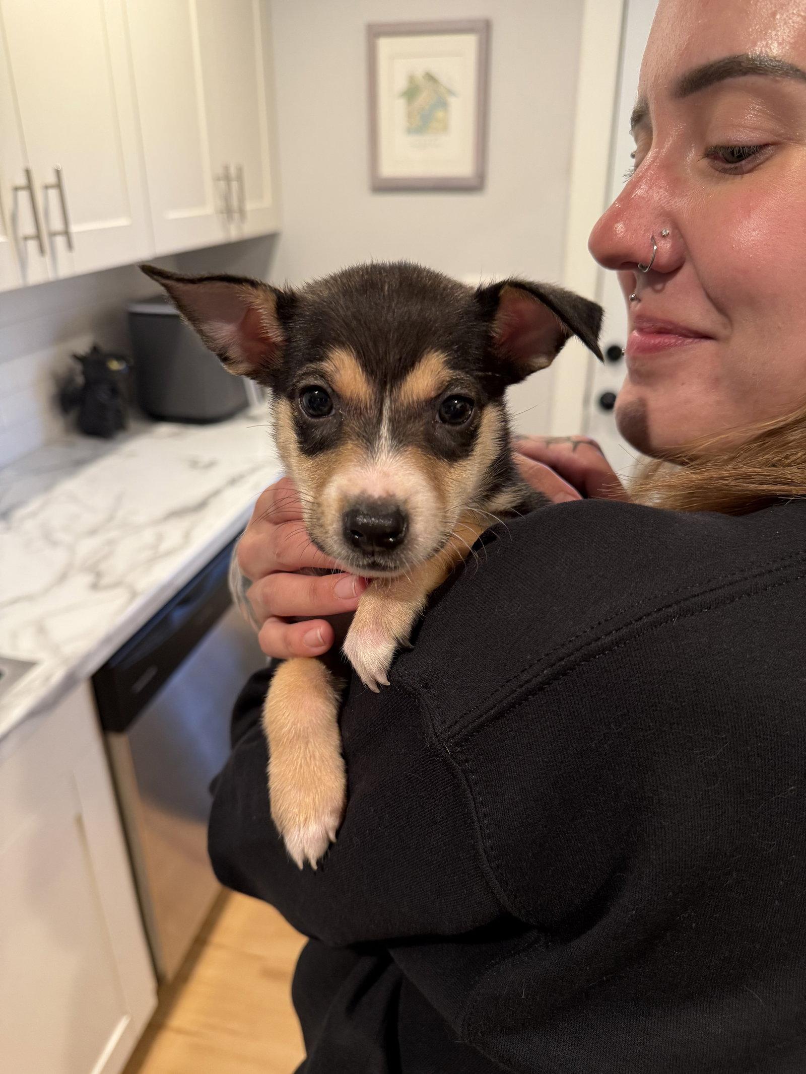 Claussen, Adoptable, Puppy Male German Shepherd Dog & Australian Terrier.