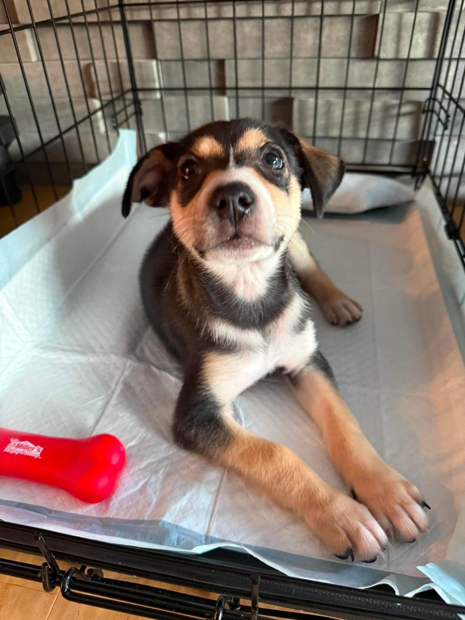 Claussen, a Adoptable mixed breed in Duluth, MN image 2/3