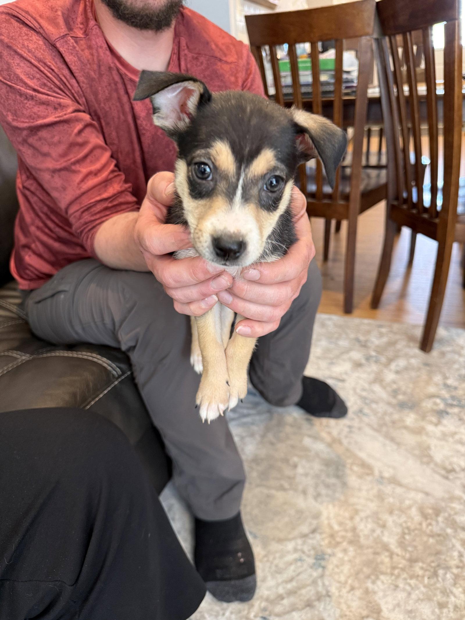 Claussen, a Adoptable mixed breed in Duluth, MN image 3/3