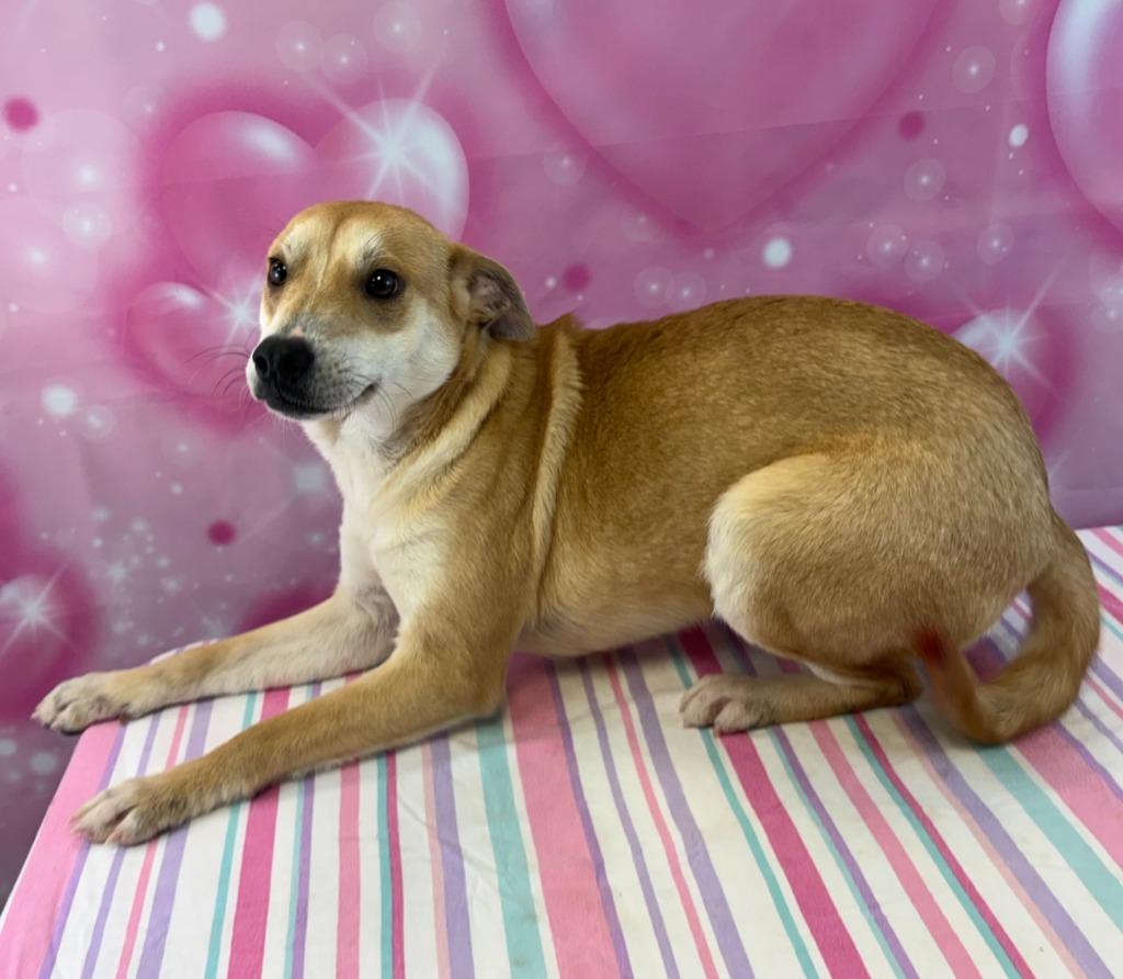 Pup Tart, Adoptable, Puppy Female Shepherd.